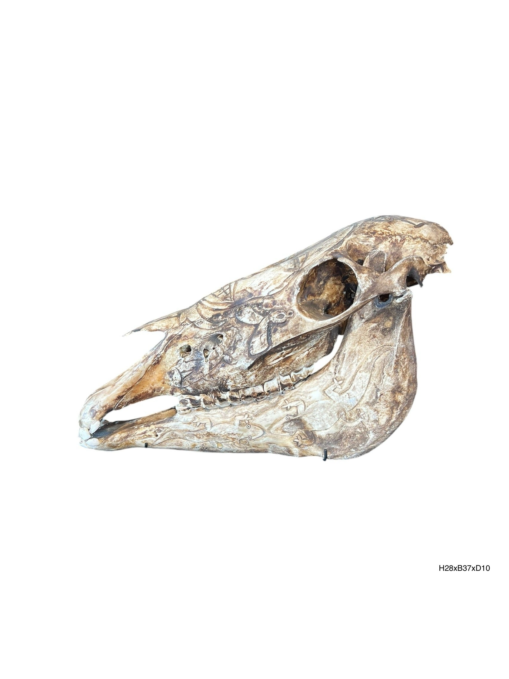 Antieke Gegraveerde Paardenschedel – Dayak, Borneo (ca. 1880 – 1920)